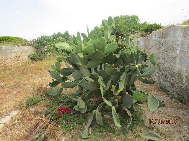 FV Stella Sud